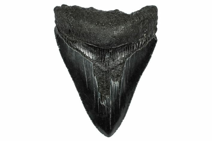 Serrated, Fossil Megalodon Tooth - South Carolina #332218